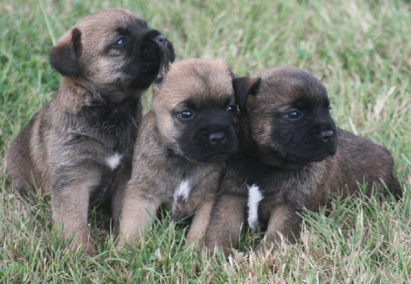 Chiot Border Terrier Du reve de nerval