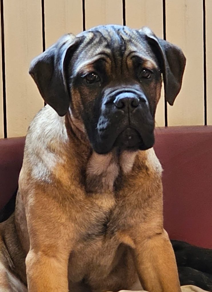 Du reve de nerval - Chiots disponibles - Cane Corso